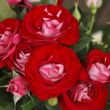 Rosa 'Rose Der Einheit®' - vörös - virágágyi floribunda rózsa