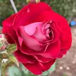 Kép 3/3 - Rosa 'Rose Der Einheit®' - vörös - virágágyi floribunda rózsa