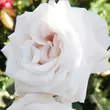 Kép 1/3 - Rosa 'Royal Copenhagen™' - fehér - teahibrid rózsa