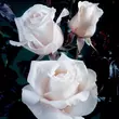 Kép 2/3 - Rosa 'Royal Copenhagen™' - fehér - teahibrid rózsa