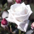 Kép 3/3 - Rosa 'Royal Copenhagen™' - fehér - teahibrid rózsa