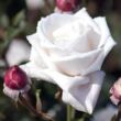 Rosa 'Royal Copenhagen™' - fehér - teahibrid rózsa