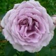 Rosa 'The Scotsman™' - lila - teahibrid rózsa