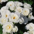 Kép 2/3 - Rosa 'Prague ™' - fehér - virágágyi floribunda rózsa