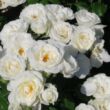 Rosa 'Prague ™' - fehér - virágágyi floribunda rózsa