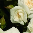 Kép 3/3 - Rosa 'Prague ™' - fehér - virágágyi floribunda rózsa