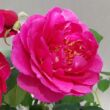 Rosa 'The Fairy Tale Rose™' - rózsaszín - virágágyi floribunda rózsa