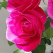 Rosa 'The Fairy Tale Rose™' - rózsaszín - virágágyi floribunda rózsa