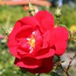Kép 1/3 - Rosa 'Tradition 95 ®' - vörös - climber, futó rózsa