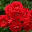 Kép 2/3 - Rosa 'Tradition 95 ®' - vörös - climber, futó rózsa