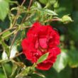 Rosa 'Tradition 95 ®' - vörös - climber, futó rózsa