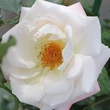 Kép 1/3 - Rosa 'Eisprinzessin'® - fehér - virágágyi floribunda rózsa