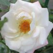 Kép 1/3 - Rosa 'Eisprinzessin ®' - fehér - virágágyi floribunda rózsa