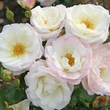 Kép 2/3 - Rosa 'Eisprinzessin'® - fehér - virágágyi floribunda rózsa