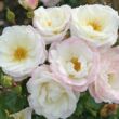 Kép 2/3 - Rosa 'Eisprinzessin ®' - fehér - virágágyi floribunda rózsa