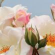 Rosa 'Eisprinzessin ®' - fehér - virágágyi floribunda rózsa