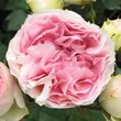 Kép 1/3 - Rosa 'Sophia Romantica ®' - fehér - rózsaszín - nosztalgia rózsa