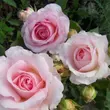 Kép 2/3 - Rosa 'Sophia Romantica ®' - fehér - rózsaszín - nosztalgia rózsa