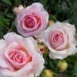Rosa 'Sophia Romantica ®' - fehér - rózsaszín - nosztalgia rózsa