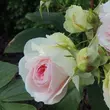 Kép 3/3 - Rosa 'Sophia Romantica ®' - fehér - rózsaszín - nosztalgia rózsa
