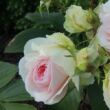 Rosa 'Sophia Romantica ®' - fehér - rózsaszín - nosztalgia rózsa