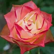 Kép 1/3 - Rosa 'Origami ®' - fehér - vörös - virágágyi floribunda rózsa