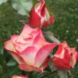 Rosa 'Origami ®' - fehér - vörös - virágágyi floribunda rózsa