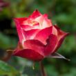 Kép 3/3 - Rosa 'Origami ®' - fehér - vörös - virágágyi floribunda rózsa