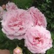 Rosa 'Frederic Mistral ®' - rózsaszín - teahibrid rózsa