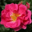 Kép 1/3 - Rosa 'Bad Wörishofen ®' - rózsaszín - virágágyi floribunda rózsa