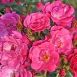 Kép 2/3 - Rosa 'Bad Wörishofen ®' - rózsaszín - virágágyi floribunda rózsa