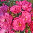 Rosa 'Bad Wörishofen ®' - rózsaszín - virágágyi floribunda rózsa