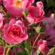 Kép 3/3 - Rosa 'Bad Wörishofen ®' - rózsaszín - virágágyi floribunda rózsa