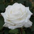 Kép 1/3 - Rosa 'Metropolitan ®' - fehér - teahibrid rózsa
