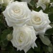 Kép 2/3 - Rosa 'Metropolitan ®' - fehér - teahibrid rózsa