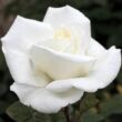 Rosa 'Metropolitan ®' - fehér - teahibrid rózsa