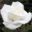 Kép 3/3 - Rosa 'Metropolitan ®' - fehér - teahibrid rózsa