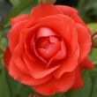 Kép 1/3 - Rosa 'Orange Sensation ®' - narancssárga - virágágyi floribunda rózsa