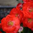 Rosa 'Orange Sensation ®' - narancssárga - virágágyi floribunda rózsa