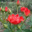 Kép 3/3 - Rosa 'Orange Sensation ®' - narancssárga - virágágyi floribunda rózsa