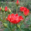 Rosa 'Orange Sensation ®' - narancssárga - virágágyi floribunda rózsa