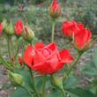 Kép 3/3 - Rosa 'Orange Sensation ®' - narancssárga - virágágyi floribunda rózsa