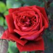 Kép 1/3 - Rosa 'Botero® Gpt.' - vörös - climber, futó rózsa