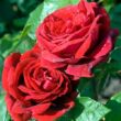Kép 2/3 - Rosa 'Botero® Gpt.' - vörös - climber, futó rózsa