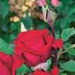 Rosa 'Botero® Gpt.' - vörös - climber, futó rózsa