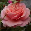Kép 1/3 - Rosa 'Botticelli ®' - rózsaszín - virágágyi floribunda rózsa