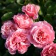 Rosa 'Botticelli ®' - rózsaszín - virágágyi floribunda rózsa