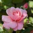 Rosa 'Botticelli ®' - rózsaszín - virágágyi floribunda rózsa