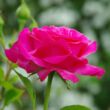 Rosa 'Caprice de Meilland ®' - rózsaszín - teahibrid rózsa
