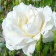 Kép 1/3 - Rosa 'Carte Blanche®' - fehér - virágágyi floribunda rózsa